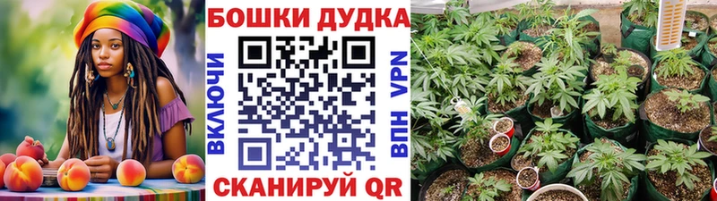 Каннабис OG Kush  Тайга 